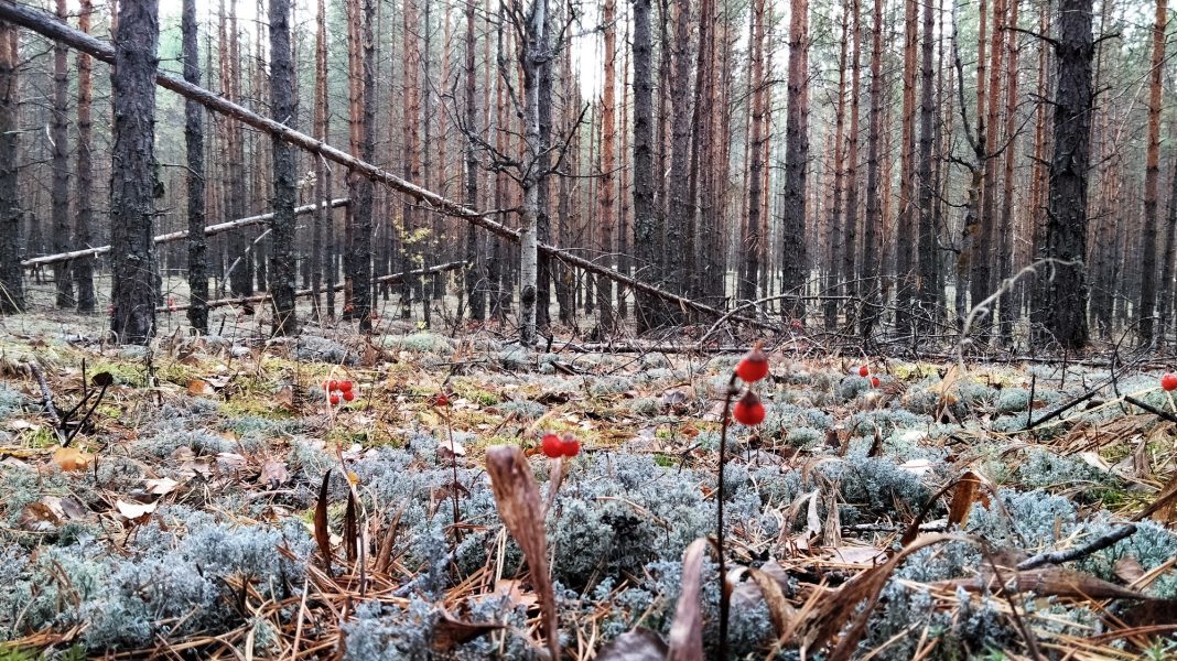 Ожидается ли страшный сон в октябре? Новый прогноз синоптиков на середину осени0